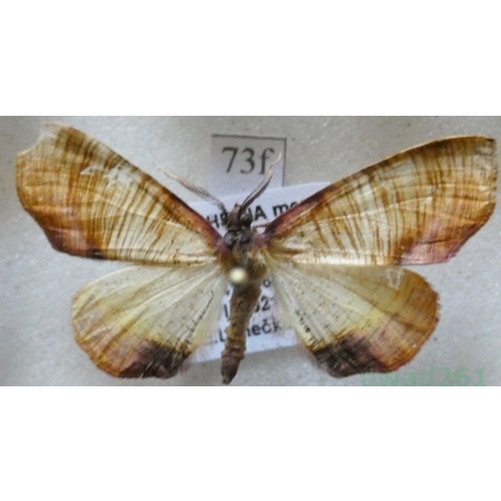 Plagodis dolabraria (Linnaeus, 1767) pair Nakreślik dębowiec Czech66f